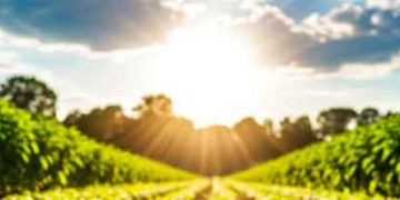 The Agrivoltaic Equation for Potatoes: Quantifying the Trade-off Between Shade, Water, and Revenue