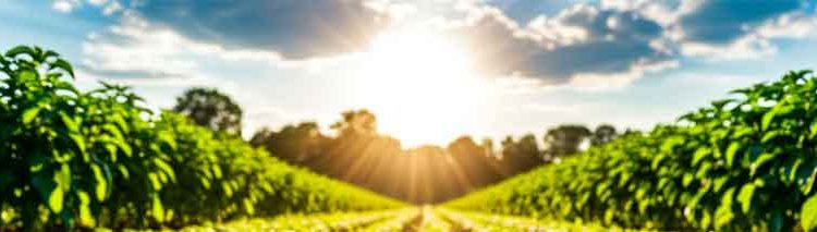 The Agrivoltaic Equation for Potatoes: Quantifying the Trade-off Between Shade, Water, and Revenue