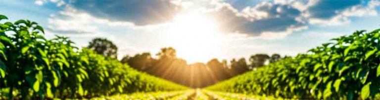 The Agrivoltaic Equation for Potatoes: Quantifying the Trade-off Between Shade, Water, and Revenue 29 The Agrivoltaic Equation for Potatoes: Quantifying the Trade-off Between Shade, Water, and Revenue