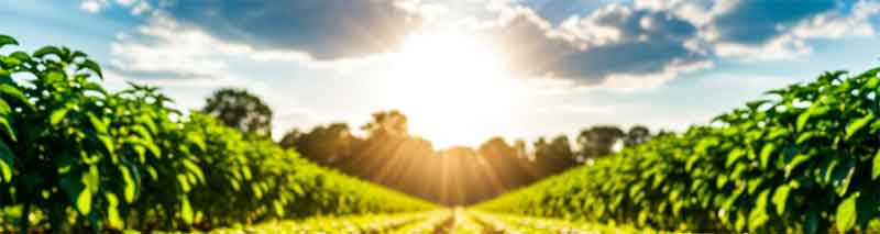 The Agrivoltaic Equation for Potatoes: Quantifying the Trade-off Between Shade, Water, and Revenue