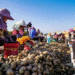 Smart Machines and Winter Fields: How a Chinese County is Scaling Off-Season Potato Production