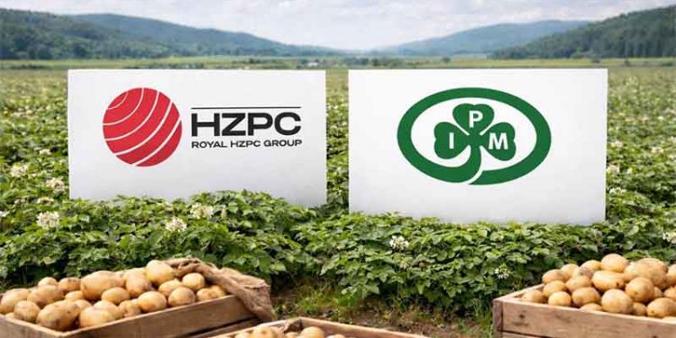 Market Consolidation in Action: HZPC Acquires IPM, Reshaping the Global Seed Potato Landscape