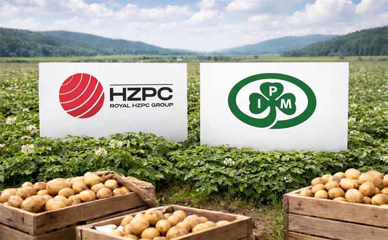 Market Consolidation in Action: HZPC Acquires IPM, Reshaping the Global Seed Potato Landscape