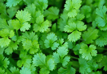 The Science of Synergy: Unlocking Potato Potential with Cilantro Companion Planting