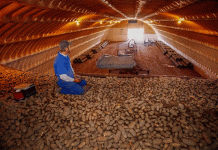 디지털 코: AI가 감자 저장 방식을 혁신하고 수확 후 손실을 수백만 달러 절감하는 방법