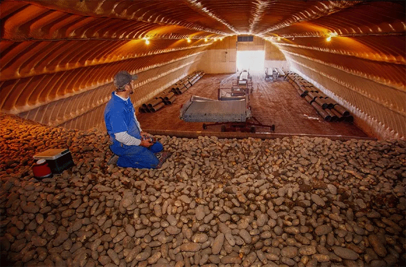 The Digital Nose: How AI is Revolutionizing Potato Storage and Saving Millions in Post-Harvest Losses