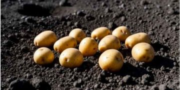 Moon Farming Breakthrough: Potatoes Successfully Grown in Simulated Lunar Soil, But Earthly Help Was Needed