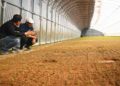 “China’s Potato Capital” Dingxi Expands Seed Potato Propagation: 18.13 Billion Mini-Tubers in 2025