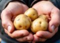 The Belarusian Potato Planting Method 2026: Shallow Planting for Record Yields
