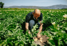 Beyond the Bottom Line: What HZPC’s Record Year Signals for the Future of Potato Cultivation