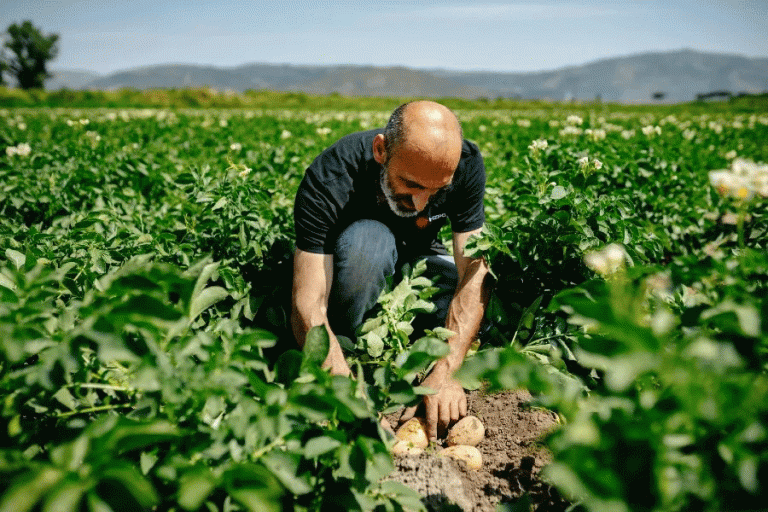 Beyond the Bottom Line: What HZPC's Record Year Signals for the Future of Potato Cultivation 27 Beyond the Bottom Line: What HZPC’s Record Year Signals for the Future of Potato Cultivation