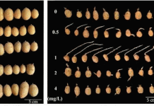 El interruptor de la dormancia: cómo un microARN recién descubierto podría transformar el almacenamiento y el mejoramiento de la papa.