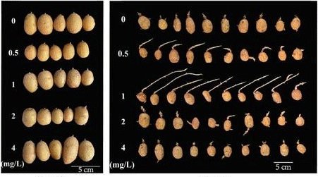 The Dormancy Switch: How a Newly Discovered microRNA Could Transform Potato Storage and Breeding