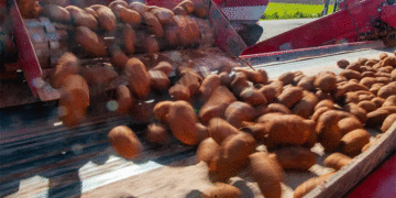 A Strategic Retreat: PEI’s $10.5 Million Buyback Program and the Long-Term Fight Against Potato Wart