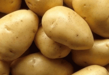 Bumper Potato Harvest in Plateau State: Farmers Triumph Over Insecurity with Record Yields