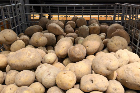 Kartoffelexportverbot in Kaliningrad: Notwendiger Schutz oder bürokratische Hürden für die Landwirte?