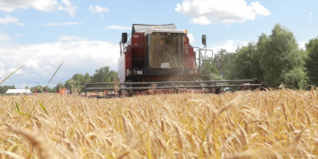 Belarus Aims for 11 Million Tons of Grain and 5 Million Tons of Sugar Beet in 2024: Can Weather and Market Conditions Support These Targets?