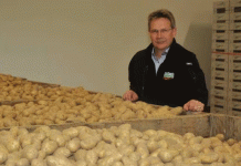 La paradoja del colapso de precios: rendimientos récord de la patata y desesperación de los productores en la UE