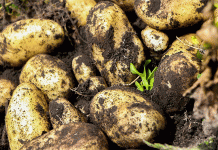 Precios máximos vs. fórmulas de precios: una advertencia del ministro y una solución de mercado para el suministro de papa