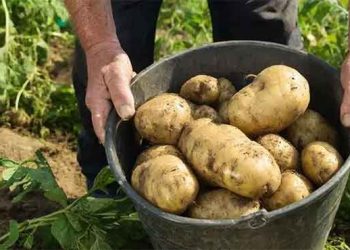 Variety Selection and Agronomic Management for High-Yield Potato Production in Southern Russia: Analysis of Five Leading Cultivars for the Krasnodar Region