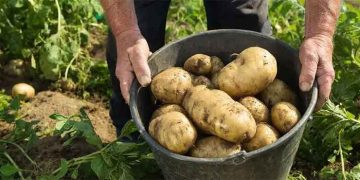 Variety Selection and Agronomic Management for High-Yield Potato Production in Southern Russia: Analysis of Five Leading Cultivars for the Krasnodar Region