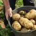 Variety Selection and Agronomic Management for High-Yield Potato Production in Southern Russia: Analysis of Five Leading Cultivars for the Krasnodar Region