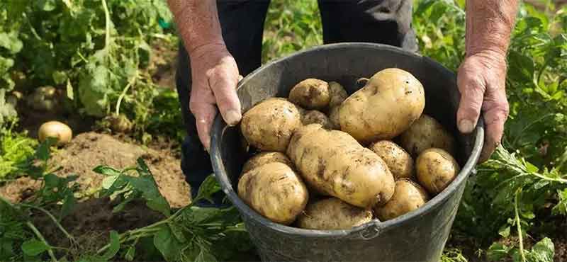 Selezione delle varietà e gestione agronomica per la produzione di patate ad alto rendimento nella Russia meridionale: analisi di cinque cultivar leader per la regione di Krasnodar