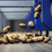 Australia’s $425M Potato Powerhouse: How Farm Frites’ New Processing Plant Will Transform Wimmera Agriculture