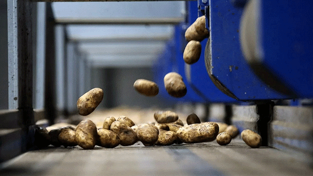 Australia’s $425M Potato Powerhouse: How Farm Frites’ New Processing Plant Will Transform Wimmera Agriculture
