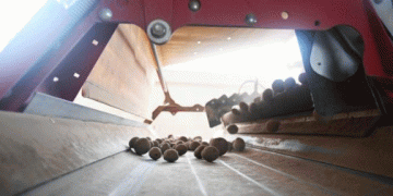 Revolutionizing Potato Farming: How Gansu Dingfeng Leads in Disease-Free Seed Potato Production