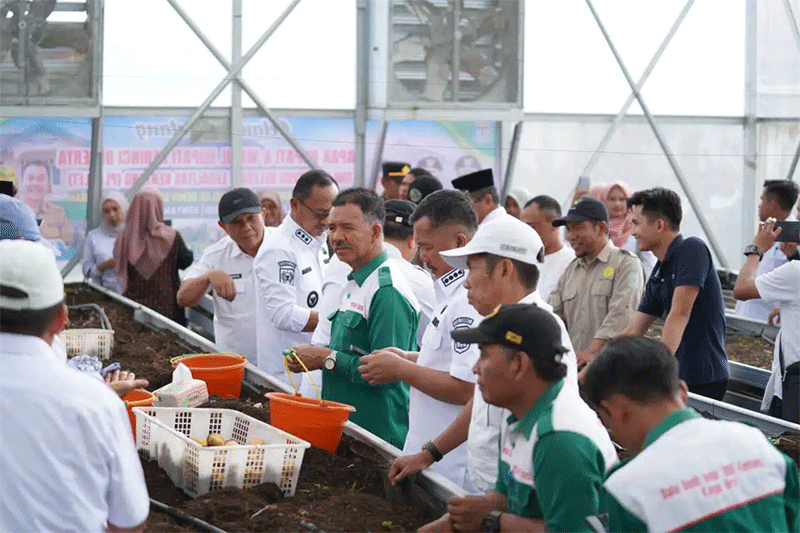 Kerinci’s Breakthrough in Potato Seed Independence: A Model for Sustainable Agriculture