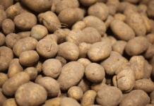 A Shift in the Fields: Dutch Potato Exports Navigate a Changing European Landscape