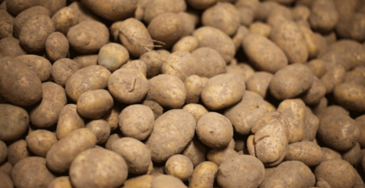 A Shift in the Fields: Dutch Potato Exports Navigate a Changing European Landscape 1 726879895595