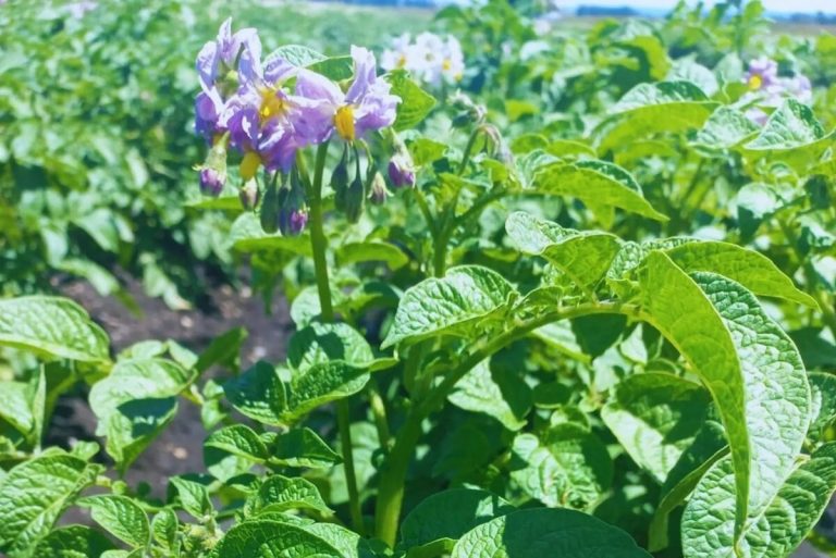 Argentina: INTA Develops a New Potato Variety for Chips and Long-Term Storage 26 Argentina: INTA Develops a New Potato Variety for Chips and Long-Term Storage