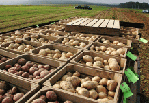 160 Years of Potato Excellence: How Cornell’s Breeding Program Shapes America’s $100 Billion Industry