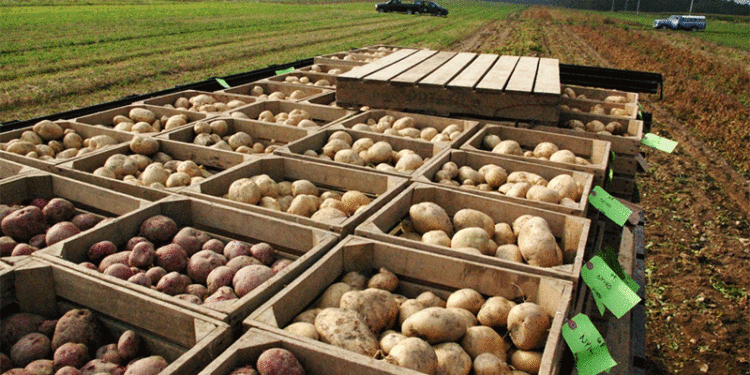 160 Years of Potato Excellence: How Cornell's Breeding Program Shapes America's $100 Billion Industry 1 7589678957659867