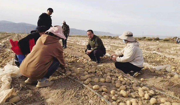 China’s Breakthrough in Potato Breeding: “GanNongShu 7” Ends Reliance on Foreign Processing Varieties