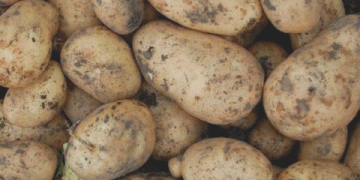 Understanding the Potato Harvest Failures in Novosibirsk: Expert Insights into Disease and Storage Challenges
