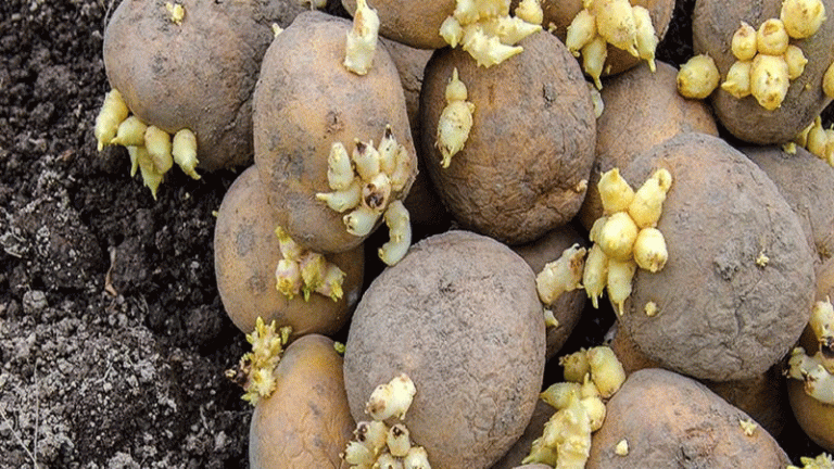 12 națiuni africane se unesc împotriva nematodului cu chisturi al cartofului: Un nou front în protecția securității alimentare 39 12 națiuni africane se unesc împotriva nematodului cu chisturi al cartofului: un nou front în protecția securității alimentare