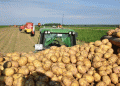 Booming Potato Harvest in Bryansk: Record Yields Meet Price Control Measures