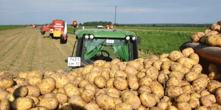 Booming Potato Harvest in Bryansk: Record Yields Meet Price Control Measures
