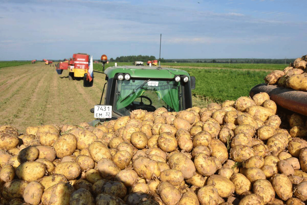 Booming Potato Harvest in Bryansk: Record Yields Meet Price Control Measures