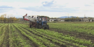 Challenging Conditions on the Kolyma: Farmers Race Against Time to Harvest Potatoes and Stock Silage