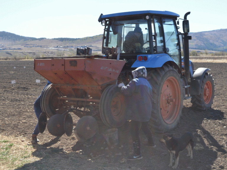 Zabaykalsky Krai Exceeds Potato Planting Targets by 7% – What’s Driving the Success? 34 Zabaykalsky Krai Exceeds Potato Planting Targets by 7% – What’s Driving the Success?