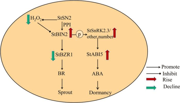 Unlocking Potato Storage Potential: How the StSN2-StBIN2 Interaction Could Revolutionize Dormancy Control