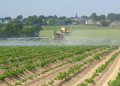 Potato Blight Resistance Crisis: How to Optimize Fungicide Strategies to Protect Crop Yields
