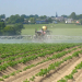 Potato Blight Resistance Crisis: How to Optimize Fungicide Strategies to Protect Crop Yields