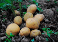Enjoy Your Own New Potatoes in June: Three Secrets for an Extra-Early Harvest Without a Greenhouse
