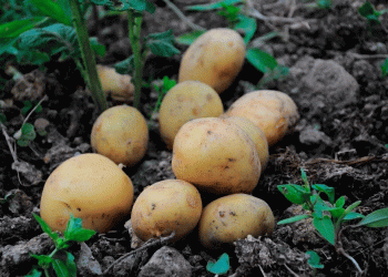 Enjoy Your Own New Potatoes in June: Three Secrets for an Extra-Early Harvest Without a Greenhouse