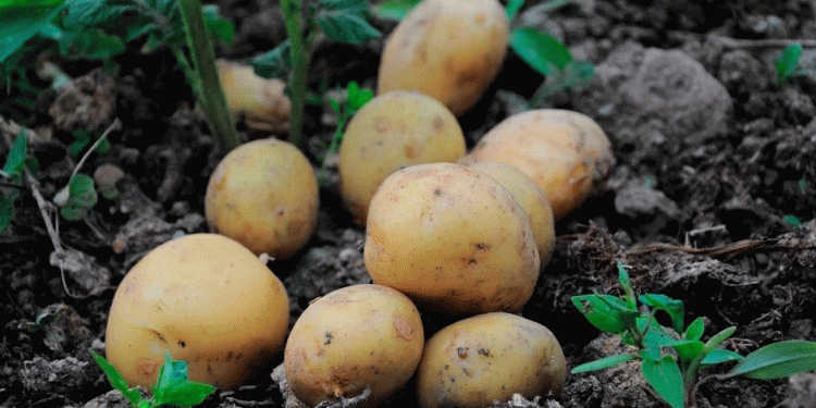 Enjoy Your Own New Potatoes in June: Three Secrets for an Extra-Early Harvest Without a Greenhouse